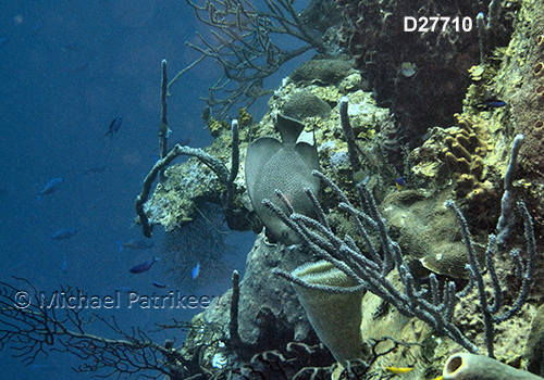 Gray Angelfish (Pomacanthus arcuatus)